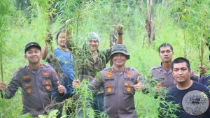 Penemuan Ladang Ganja